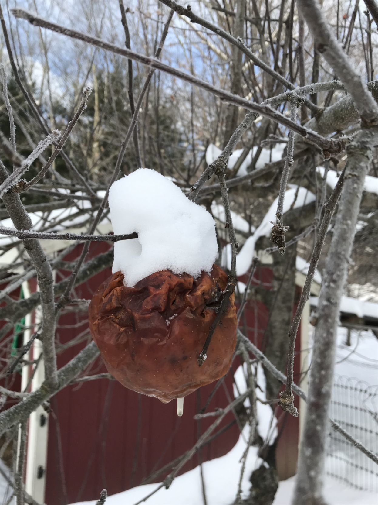Forest Journal: shrunken apple